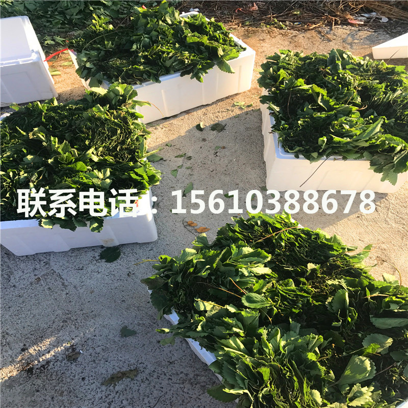 新品種京藏香草莓苗什么價格