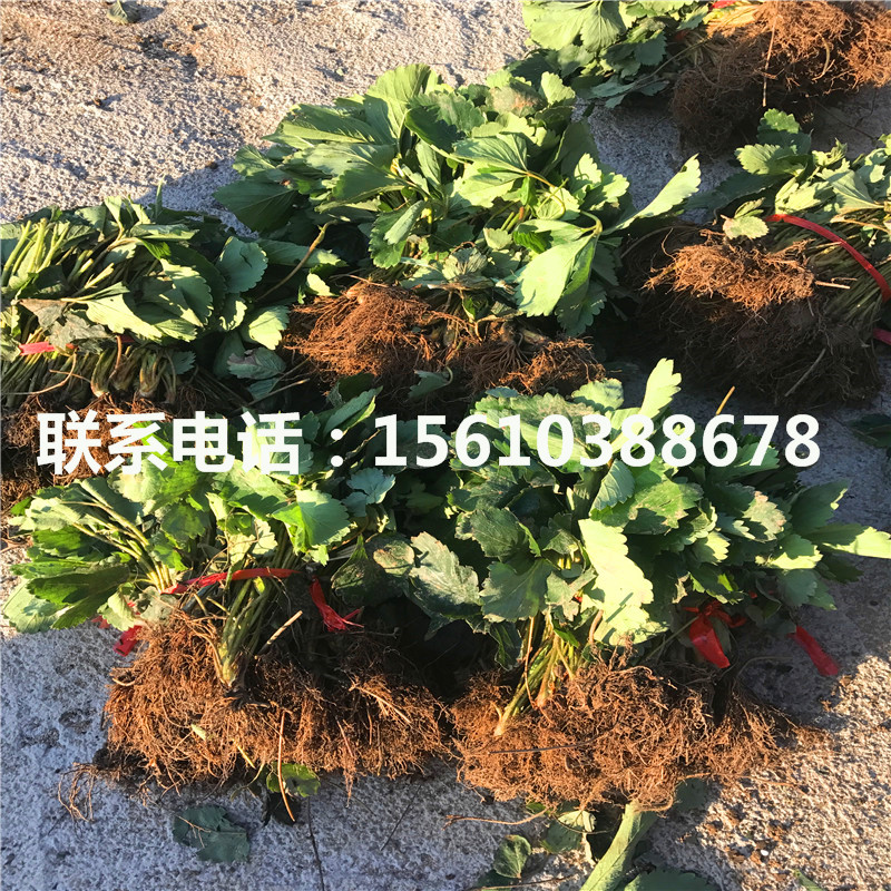 脫毒咖啡草莓苗報(bào)價(jià)