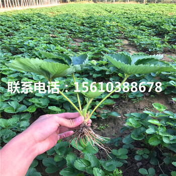 附近哪里有菠蘿莓草莓苗、菠蘿莓草莓苗價格及報價