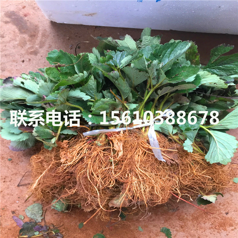 脫毒二代粉紅公主草莓苗報(bào)價(jià)