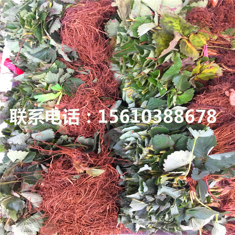2019年書香草莓苗、書香草莓苗包郵價格