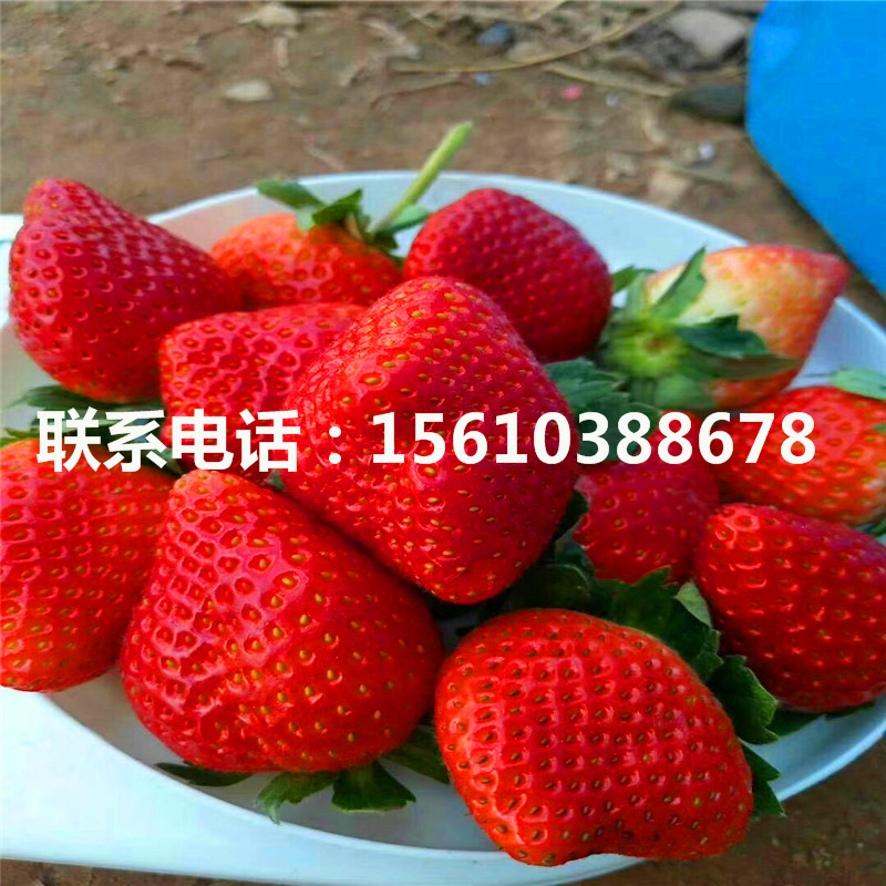 2019年紅袖添香草莓苗出售價(jià)錢