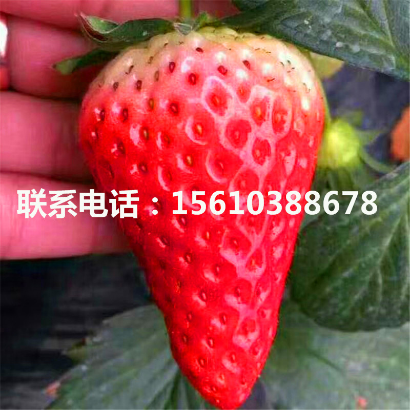 今年寶交早生草莓苗售價