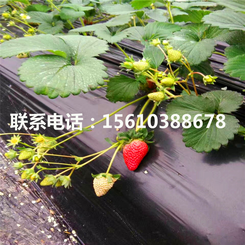 批發(fā)美德萊特草莓苗、美德萊特草莓苗出售基地