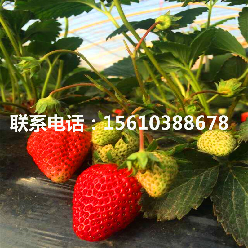 美王一號(hào)草莓苗什么品種好
