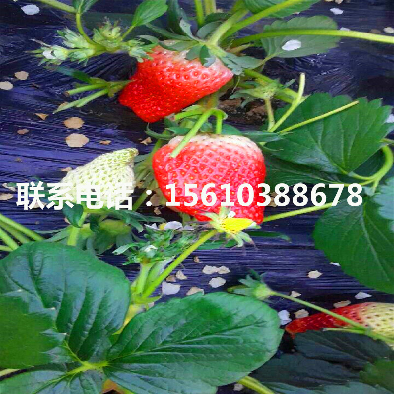 批發(fā)章姬草莓苗、章姬草莓苗每日報價
