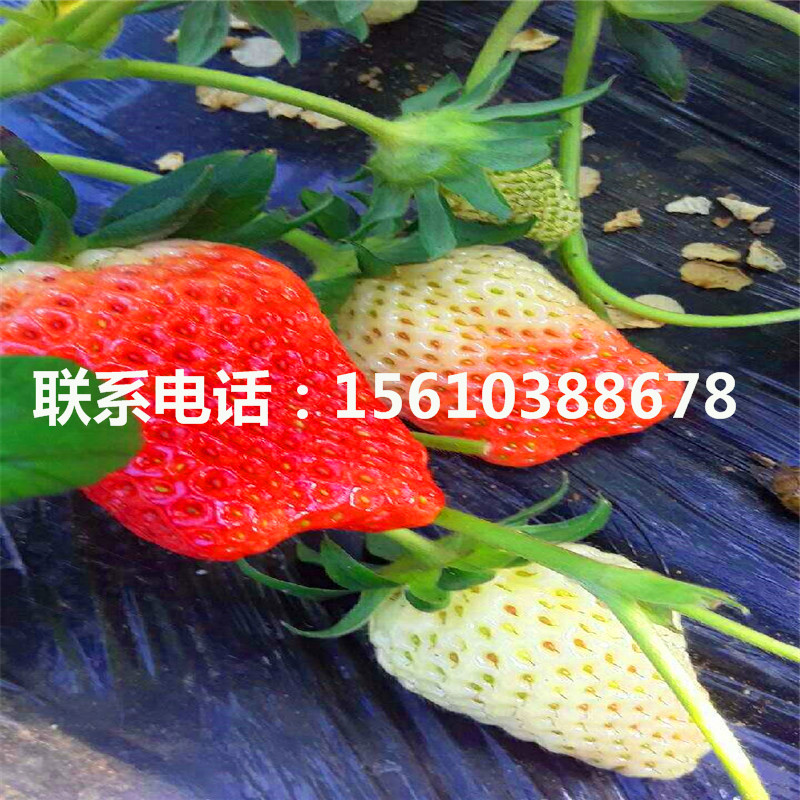 津美22号草莓苗每日报价