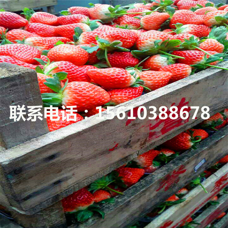 脫毒莓寶草莓苗多少錢一棵