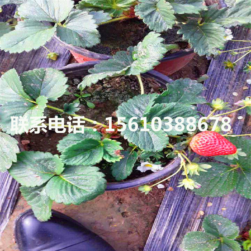 2019年越麗草莓苗供應(yīng)價(jià)格