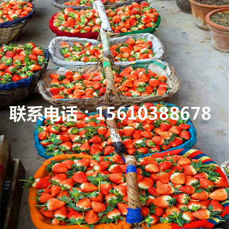 銷售艾爾巴草莓苗、艾爾巴草莓苗種植技術