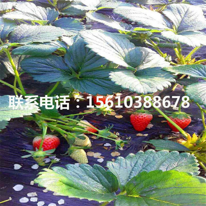 脫毒二代蒙特瑞草莓苗報(bào)價(jià)