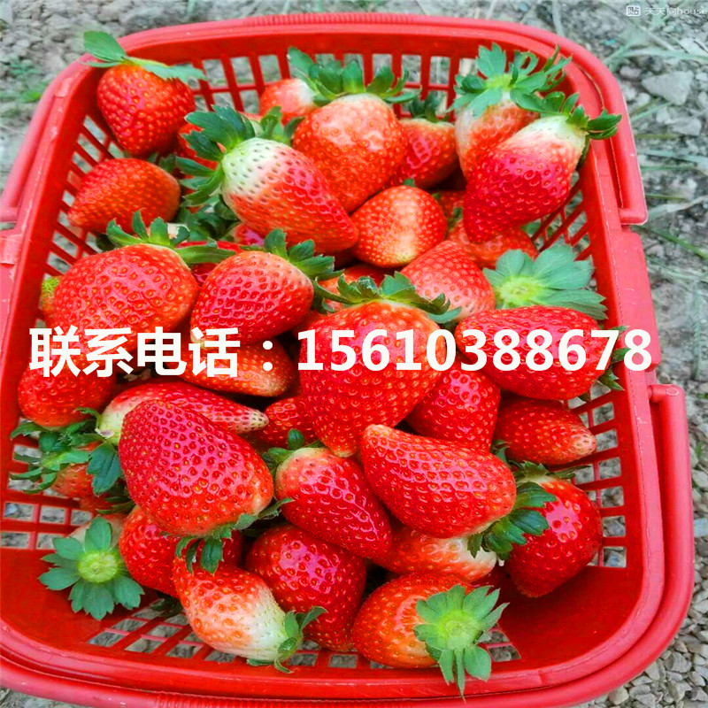 出售敘利亞草莓苗、敘利亞草莓苗多少錢