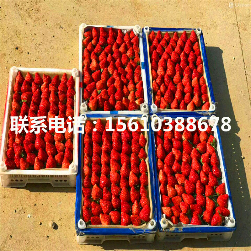 2019年紅袖添香草莓苗出售價(jià)錢