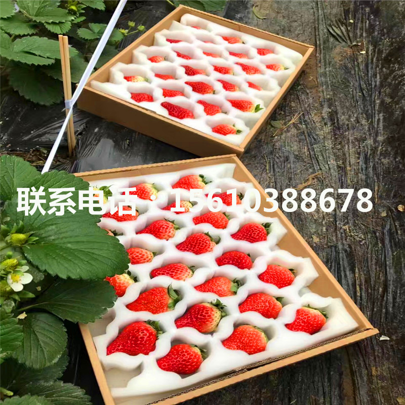 供應(yīng)燕香草莓苗、燕香草莓苗產(chǎn)量多少