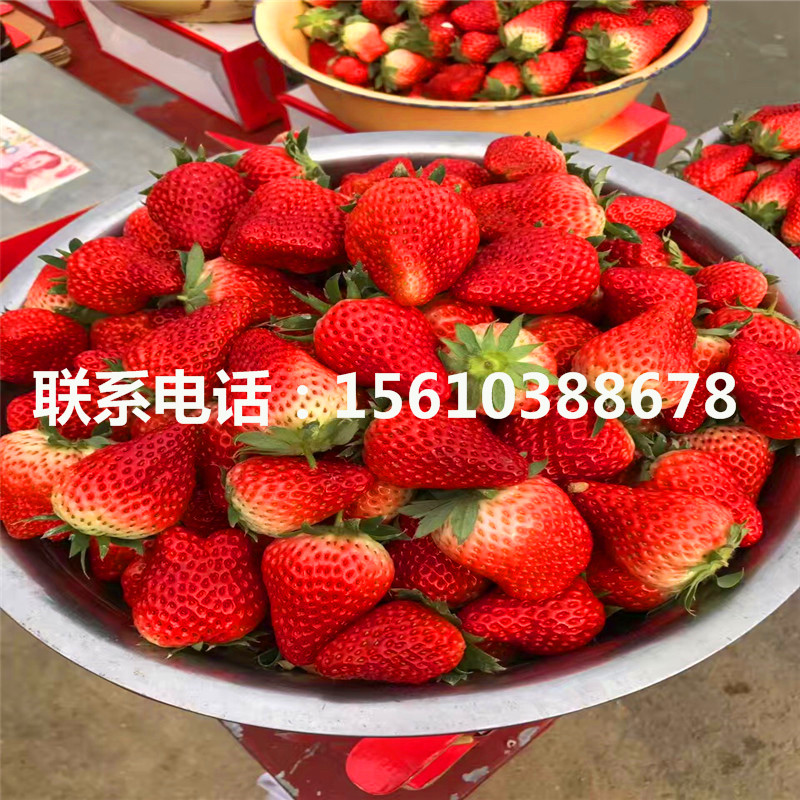 脫毒日本99號草莓苗銷售價格