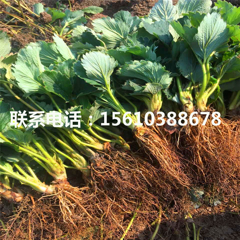 2019年吉馬草莓苗價(jià)格多少