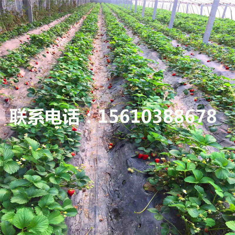 天仙醉草莓苗出售價位