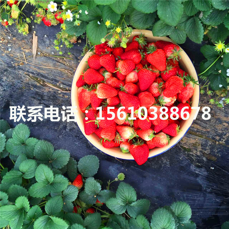 2019年京凝香草莓苗價格哪里便宜