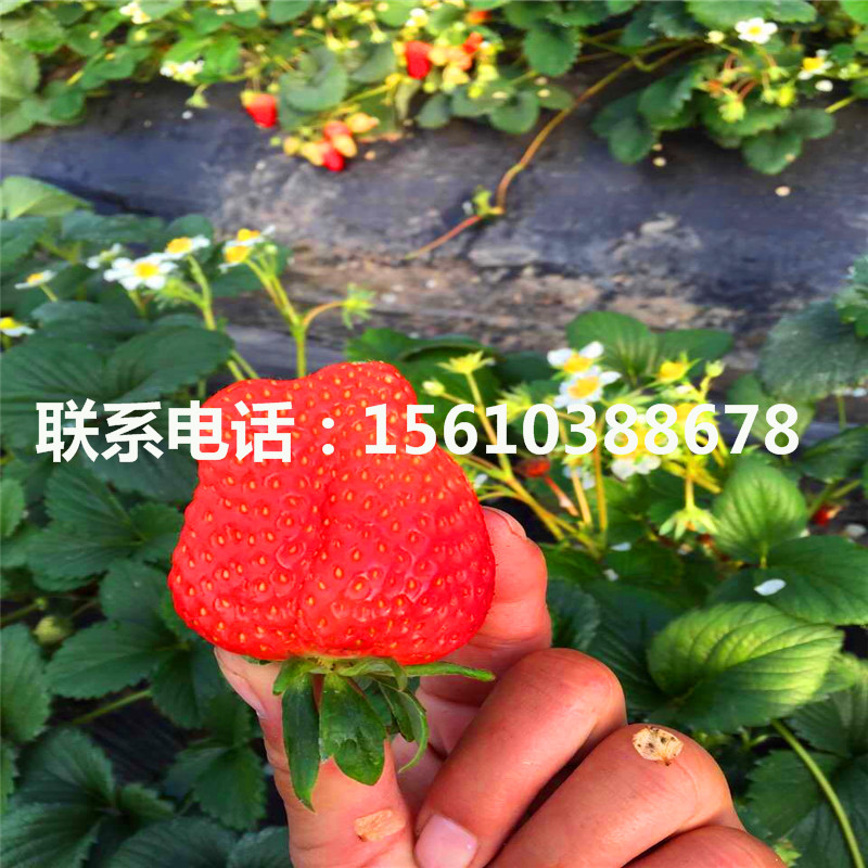 今年美王一號草莓苗出售基地
