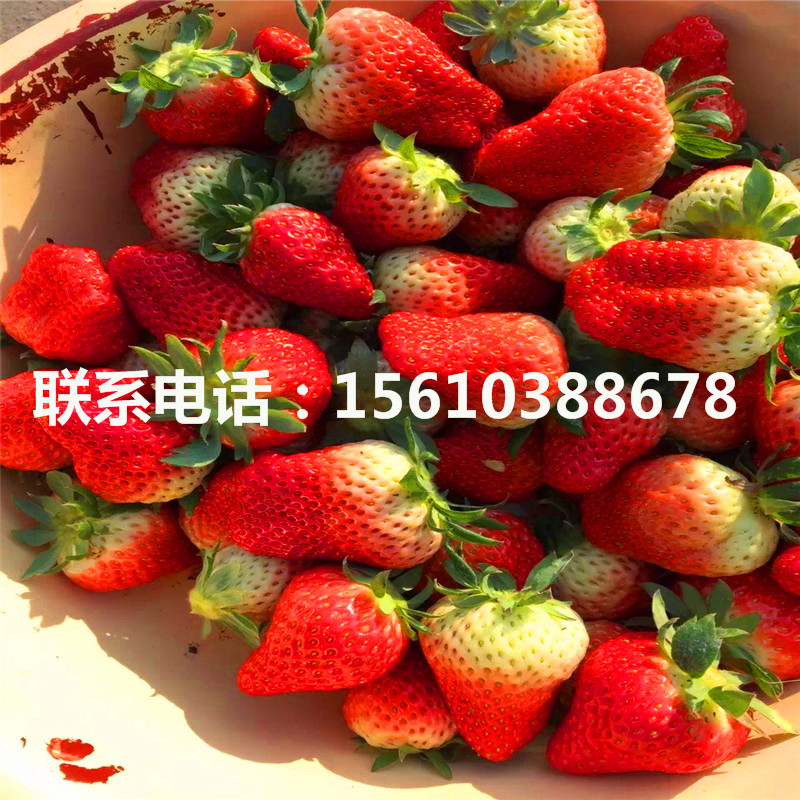 新品種敘利亞草莓苗批發(fā)多少錢
