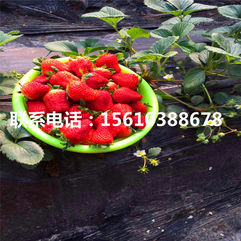 2019年京藏香草莓苗出售價(jià)錢