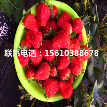 銷(xiāo)售美德萊特草莓苗、美德萊特草莓苗出售基地