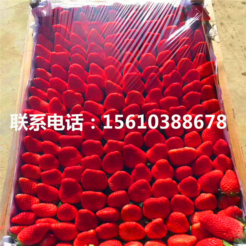 天仙醉草莓苗出售價位