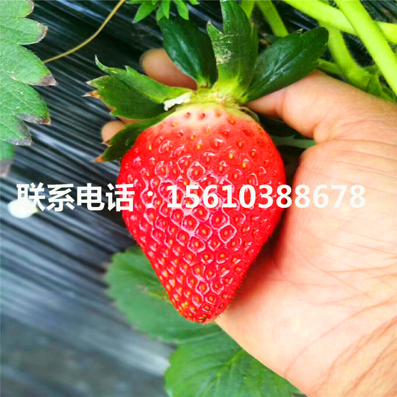 貴美人草莓苗每日?qǐng)?bào)價(jià)