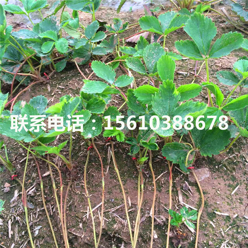 批發(fā)四季草莓苗、四季草莓苗多少錢(qián)一棵