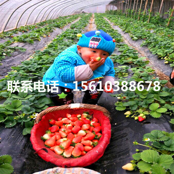 脫毒二代童子一號草莓苗銷售價格