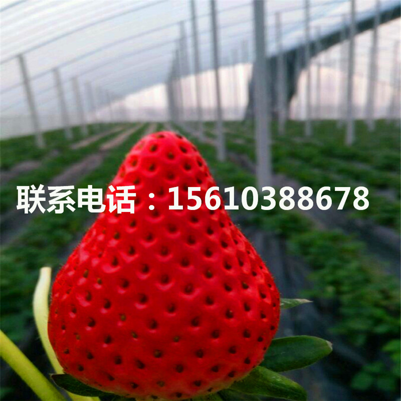 脫毒紅顏草莓苗多少錢一株