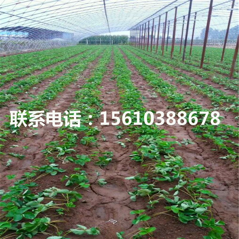 脫毒二代妙香7號(hào)草莓苗出售單價(jià)