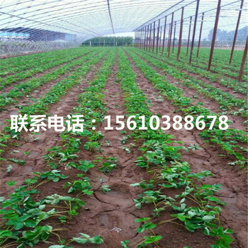 白草莓苗、白草莓苗多少錢
