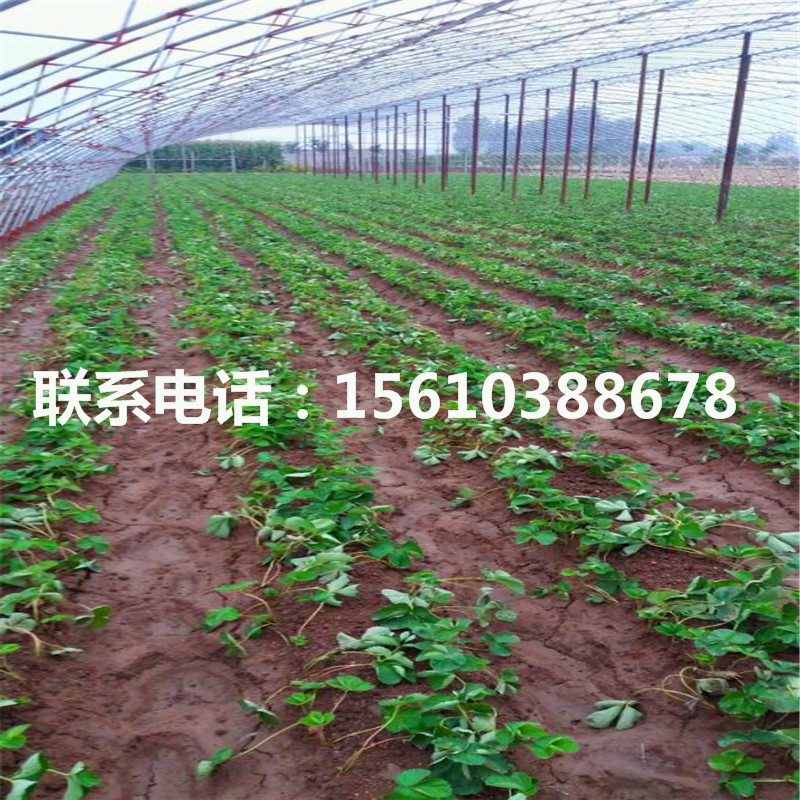 山東紅顏草莓苗、紅顏草莓苗上車價(jià)格