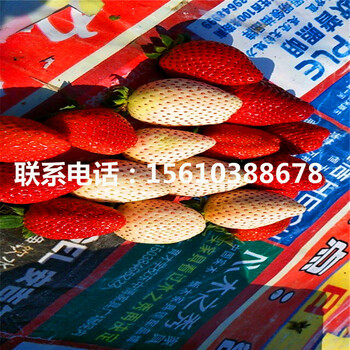今年黔莓草莓苗價(jià)格多少
