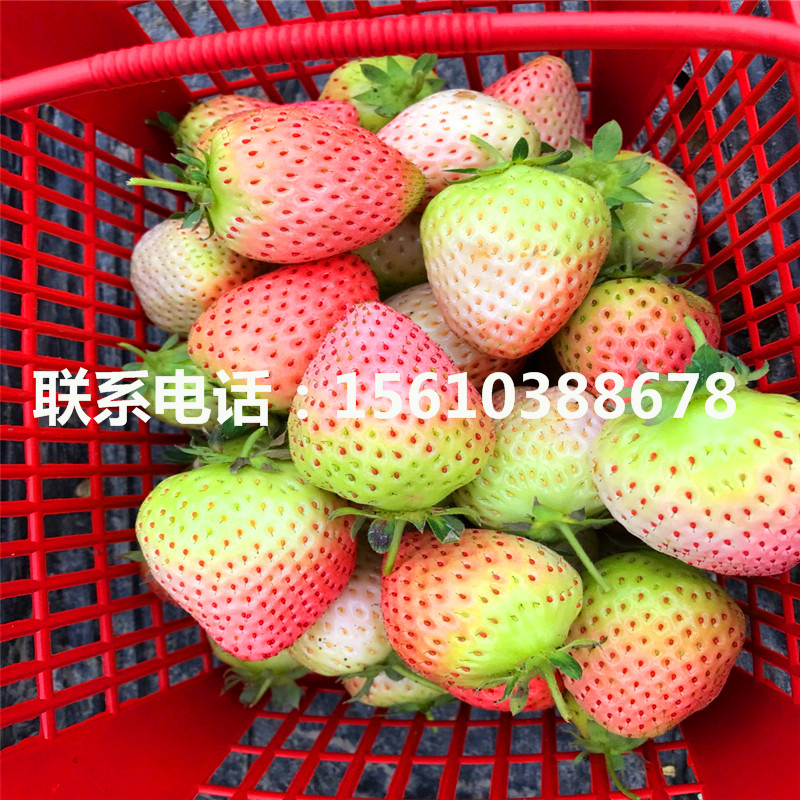 2019年一號草莓苗、一號草莓苗銷售基地
