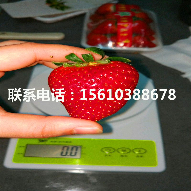 草莓秧苗一棵多少錢