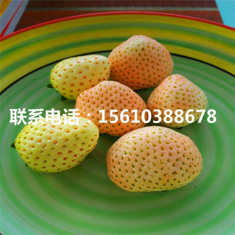 哪里有賣麥特萊草莓苗、麥特萊草莓苗批發(fā)
