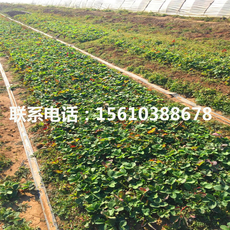 新品種佐賀清香草莓苗價(jià)格及報(bào)價(jià)
