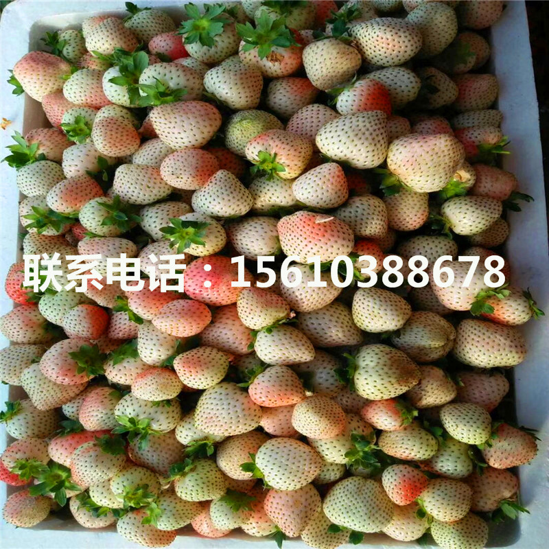供應(yīng)桃熏草莓苗、桃熏草莓苗什么品種好