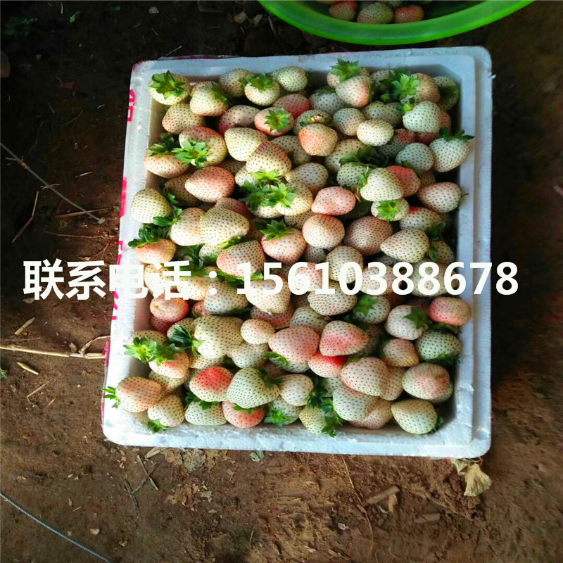 哪里有貴美人草莓苗、貴美人草莓苗基地
