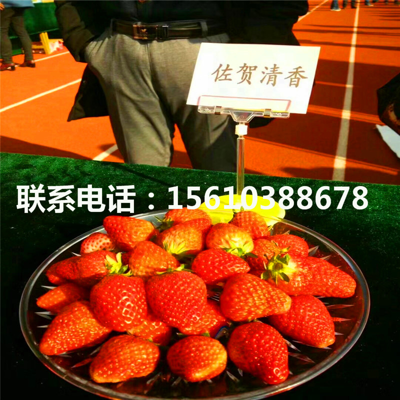 妙香3號草莓苗多少錢