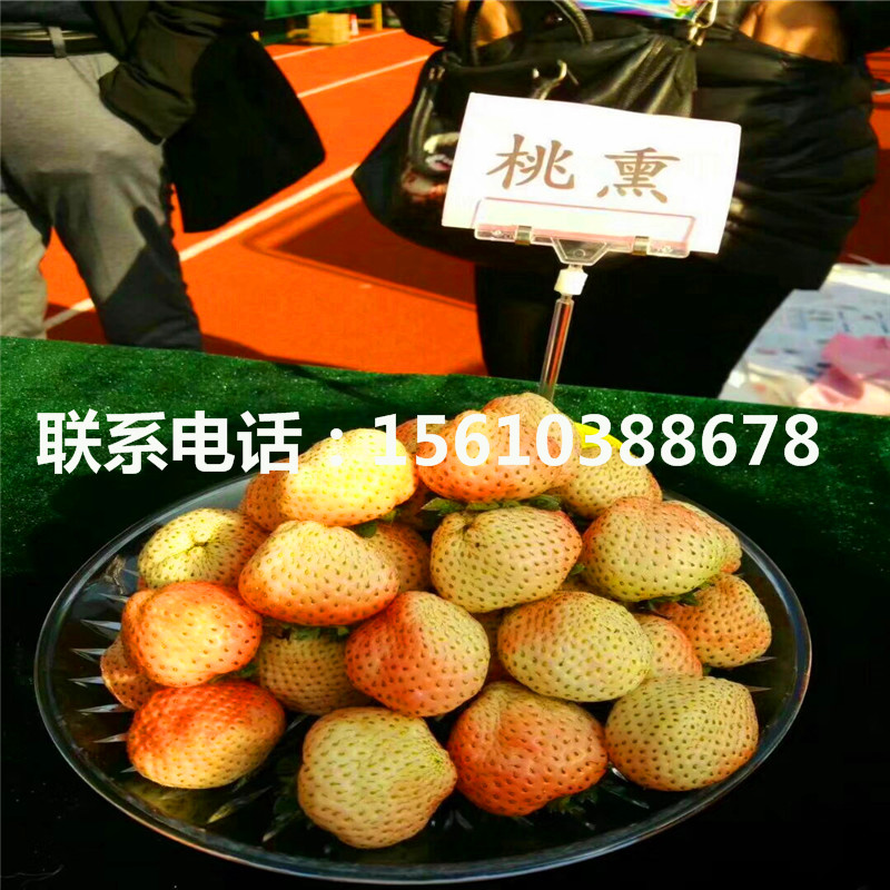2019年醉俠草莓苗批發(fā)價(jià)格