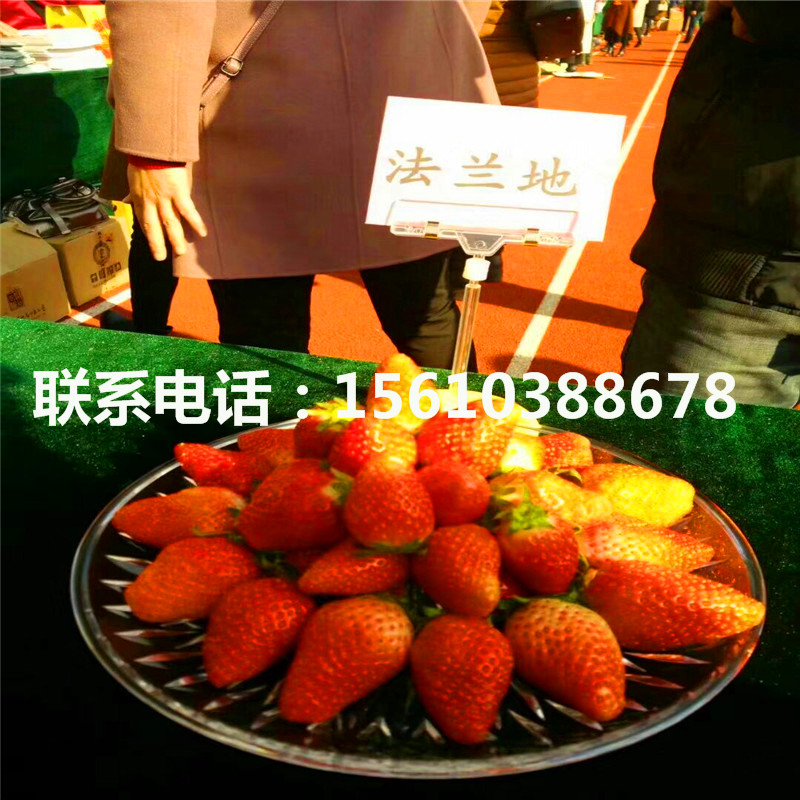 哪里出售一號草莓苗、一號草莓苗上車價格