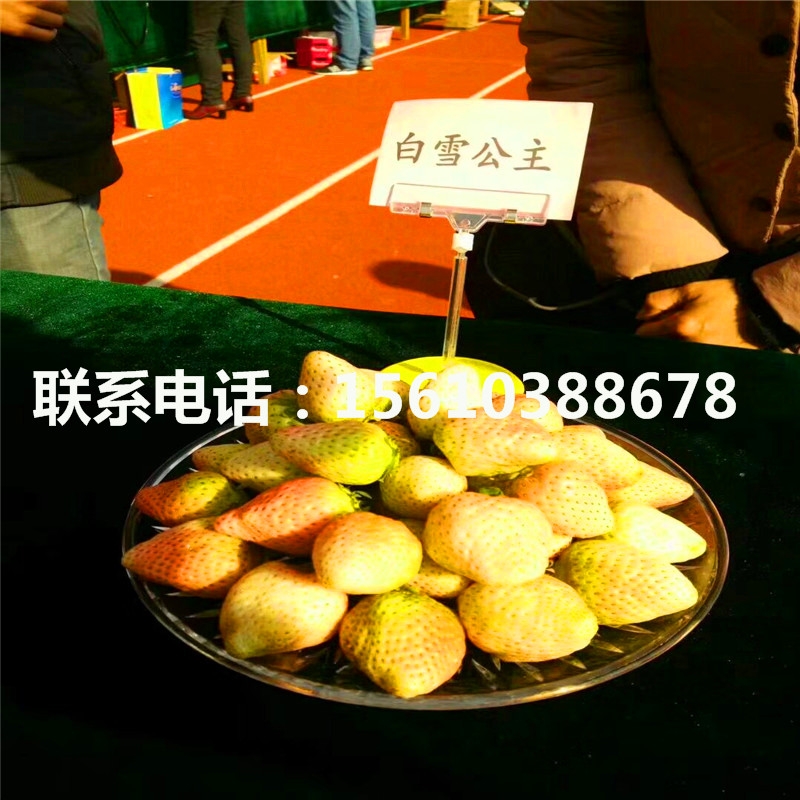 批發(fā)一號草莓苗、一號草莓苗售價(jià)