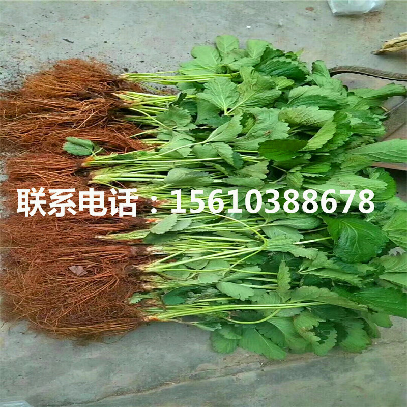 新品種四季塞娃草莓苗價(jià)格多少
