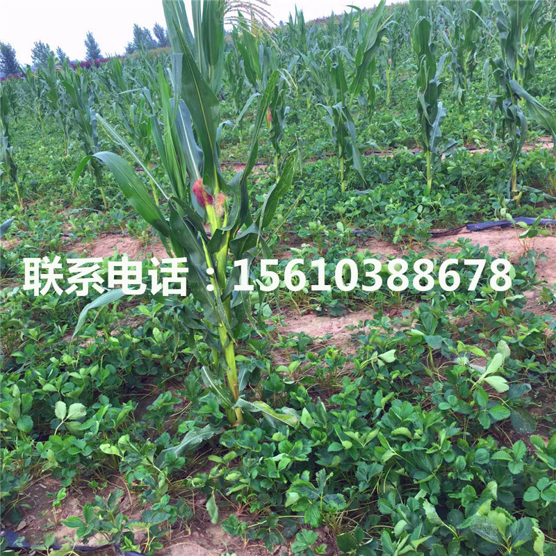 供應(yīng)桃熏草莓苗、桃熏草莓苗什么品種好