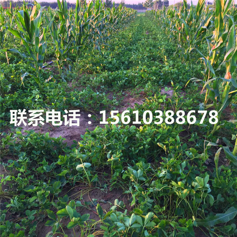 脫毒二代紅花草莓苗出售價(jià)格是多少