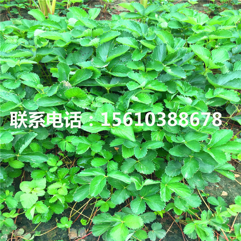 2019年吉馬草莓苗價(jià)格多少