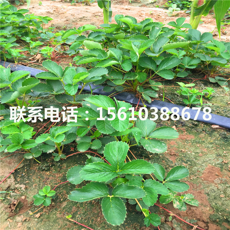 卡麥羅莎草莓苗種植技術